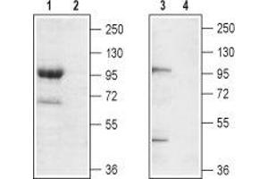Western blot analysis of mouse brain membrane (lanes 1 and 2) and rat brain lysate (lanes 3 and 4): - 1,3. (TRPC7 抗体  (2nd Extracellular Loop))