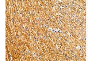 ABIN6257944 and ABIN6274861 at 1/100 staining Rat heart tissue by IHC-P. (ARFIP1 抗体  (Internal Region))