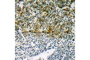 Immunohistochemical analysis of p47 phox (pS345) staining in human lymph node formalin fixed paraffin embedded tissue section. (NCF1 抗体  (C-Term, pSer345))