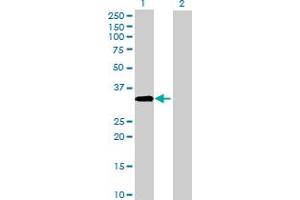 Western Blot analysis of ACBD4 expression in transfected 293T cell line by ACBD4 MaxPab polyclonal antibody.