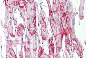 Anti-GJA1 / Connexin 43 antibody IHC staining of human heart. (Connexin 43/GJA1 抗体  (AA 333-382))