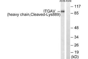 Western blot analysis of extracts from A549 cells, treated with etoposide (25uM, 1hour), using ITGAV (heavy chain, Cleaved-Lys889) antibody. (CD51 抗体  (Cleaved-Lys889))