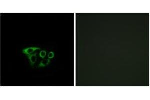 Immunofluorescence (IF) image for anti-ATP Synthase, H+ Transporting, Mitochondrial Fo Complex, Subunit G2 (ATP5L2) (AA 51-100) antibody (ABIN1534667)