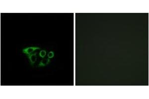 Immunofluorescence analysis of A549 cells, using ATP5L2 Antibody. (ATP5L2 抗体  (AA 51-100))