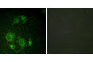 Peptide - +Immunofluorescence analysis of HuvEc cells, using using EGFR (Ab-693) antibody (#B0009). (EGFR 抗体  (Thr693))