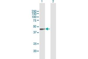 Western Blot analysis of MICB expression in transfected 293T cell line by MICB MaxPab polyclonal antibody. (MICB 抗体  (AA 1-340))
