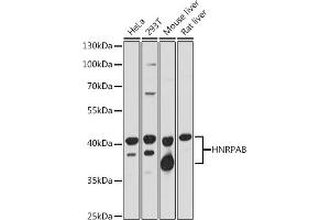Western blot analysis of extracts of various cell lines, using HNRPAB antibody (ABIN7267625) at 1:1000 dilution. (HNRNPAB 抗体  (AA 1-285))