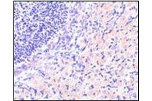 Immunohistochemistry of RPA Interacting Protein in mouse stomach tissue with this product at 2. (RPAIN 抗体  (C-Term))