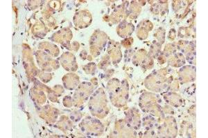 Immunohistochemistry of paraffin-embedded human pancreatic tissue using ABIN7158817 at dilution of 1:100 (LYG1 抗体  (AA 20-194))