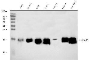 Western blot analysis of RPL36 using anti-RPL36 antibody (ABIN7602917).
