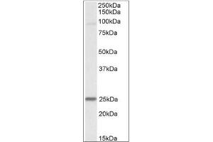 Staining of Mouse Heart lysate using NDUFS8 antibody at 0. (NDUFS8 抗体  (Internal Region))