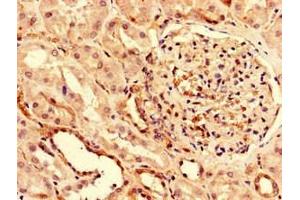 Immunohistochemistry of paraffin-embedded human kidney tissue using ABIN7163781 at dilution of 1:100 (PUF60 抗体  (AA 302-413))