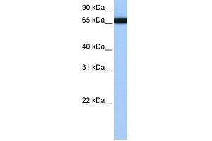 WB Suggested Anti-HNRPLL Antibody Titration:  0. (HNRPLL 抗体  (N-Term))