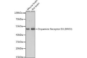 Western blot analysis of extracts of various cell lines, using Dopamine Receptor D3 (Dopamine Receptor D3 (DRD3)) antibody (ABIN7266835) at 1:3000 dilution. (DRD3 抗体  (AA 1-100))