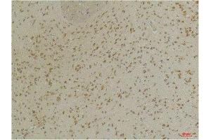 Immunohistochemical analysis of paraffin-embedded Mouse BrainTissue using GABA A Receptor α3 Rabbit pAb diluted at 1:200. (GABRA3 抗体)