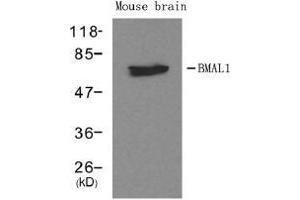 Western blot analysis of extracts from mouse brain tissue using BMAL1. (ARNTL 抗体  (AA 569-573))