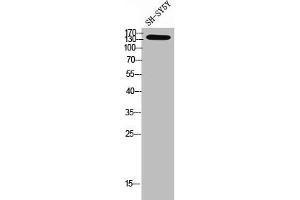 Western Blot analysis of SH-SY5Y cells using NTE Polyclonal Antibody (PNPLA6 抗体  (N-Term))