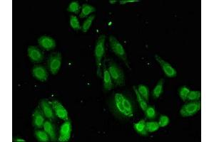 Immunofluorescent analysis of HepG2 cells using ABIN7146302 at dilution of 1:100 and Alexa Fluor 488-congugated AffiniPure Goat Anti-Rabbit IgG(H+L) (TMCO1 抗体  (AA 43-79))