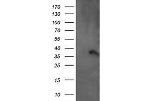 Image no. 6 for anti-Armadillo Repeat Containing 1 (ARMC1) antibody (ABIN1496727) (ARMC1 抗体)