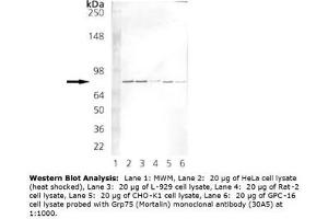 Image no. 2 for anti-Heat Shock 70kDa Protein 9 (Mortalin) (HSPA9) antibody (ABIN364089) (HSPA9 抗体)