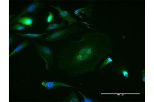 Immunofluorescence (IF) image for anti-Mitogen-Activated Protein Kinase 8 (MAPK8) (AA 1-427) antibody (ABIN519224)