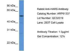 Western Blotting (WB) image for anti-Histidyl-tRNA Synthetase (HARS1) (N-Term) antibody (ABIN786397) (HARS1/Jo-1 抗体  (N-Term))