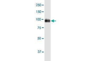 CEACAM1 MaxPab polyclonal antibody. (CEACAM1 抗体  (AA 1-464))