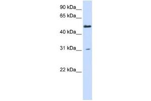 Western Blotting (WB) image for anti-Alanine-Glyoxylate Aminotransferase 2-Like 2 (AGXT2L2) antibody (ABIN2459140) (AGXT2L2 抗体)