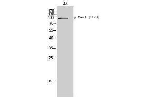 Western Blotting (WB) image for anti-Vav 3 Oncogene (VAV3) (pTyr173) antibody (ABIN3182717) (VAV3 抗体  (pTyr173))