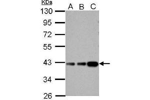 WB Image Aldolase B antibody detects ALDOB protein by Western blot analysis. (ALDOB 抗体)