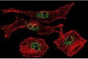 Confocal immunofluorescent analysis with MDA-MB231 cells using MYOD1 Antibody , followed by Alexa Fluor 488-conjugated goat anti-rabbit lgG (green). (MYOD1 抗体  (Middle Region))