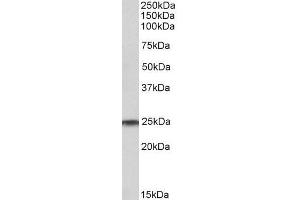 ABIN571291 (1µg/ml) staining of Human Testis lysate (35µg protein in RIPA buffer). (RAN 抗体  (AA 197-210))