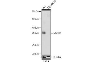 Western blot analysis of extracts from wild type (WT) and MyD88 knockout (KO) HeLa cells, using MyD88 antibody (ABIN7268723) at 1:1000 dilution. (MYD88 抗体)