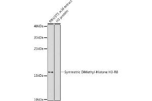 Western blot analysis of extracts of NIH/3T3 cells, using Symmetric DiMethyl-Histone H3-R8 antibody (ABIN3016056, ABIN3016057, ABIN3016058, ABIN1680222 and ABIN6219535) at 1:500 dilution. (Histone 3 抗体  (H3R8me2))