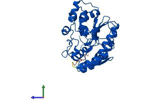 Protein Structure (PS) image for Sulfotransferase Family, Cytosolic, 1C, Member 4 (SULT1C4) (AA 1-302) protein (His tag) (ABIN7546321)