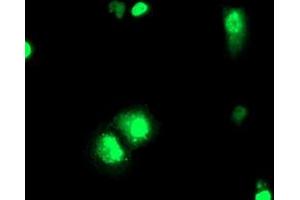 Anti-ELK3 mouse monoclonal antibody (ABIN2455068) immunofluorescent staining of COS7 cells transiently transfected by pCMV6-ENTRY ELK3 (RC203114). (ELK3 抗体)