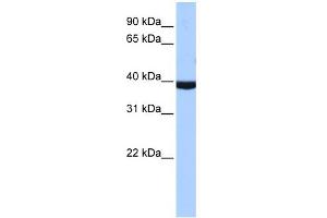 WB Suggested Anti- Antibody Titration:  1. (PAX2A 抗体  (Middle Region))