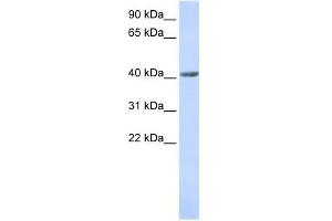 WB Suggested Anti-SMYD3 Antibody Titration:  0. (SMYD3 抗体  (N-Term))
