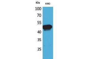 Western Blotting (WB) image for anti-serpin Peptidase Inhibitor, Clade A (Alpha-1 Antiproteinase, Antitrypsin), Member 4 (SERPINA4) (Internal Region) antibody (ABIN6281470)