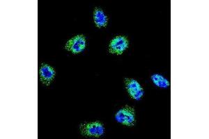 Immunofluorescence (IF) image for anti-Filamin A, alpha (FLNA) antibody (ABIN3003482) (Filamin A 抗体)