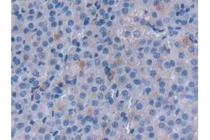 Detection of MAOA in Rat Adrenal gland Tissue using Polyclonal Antibody to Monoamine Oxidase A (MAOA)