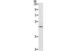 Western Blotting (WB) image for anti-Ceramide Synthase 3 (CERS3) antibody (ABIN2434914) (LASS3 抗体)