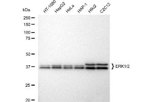 Western blotting analysis using ERK1/2 antibody (ABIN7799442). (Recombinant ERK1/2 抗体)