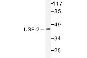 Image no. 1 for anti-Upstream Transcription Factor 2, C-Fos Interacting (USF2) antibody (ABIN271975) (USF2 抗体)