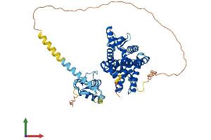 AlphaFold protein structure predicition of Mouse Recombinant Rorb Protein, UniprotID Q8R1B8