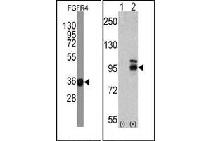 Western Blotting (WB) image for anti-Fibroblast Growth Factor Receptor 4 (FGFR4) antibody (ABIN356413) (FGFR4 抗体)