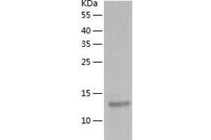 Western Blotting (WB) image for Interleukin 32 (IL32) (AA 1-131) protein (His tag) (ABIN7123590) (IL32 Protein (AA 1-131) (His tag))
