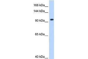 WB Suggested Anti-SF3A1 Antibody Titration:  0. (SF3A1 抗体  (N-Term))