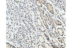 IHC analysis of PC4/SUB1 using anti-PC4/SUB1 antibody (ABIN7602186).