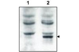 Image no. 2 for anti-GRP1 (General Receptor For phosphoinositides 1)-Associated Scaffold Protein (GRASP) (N-Term) antibody (ABIN297096) (Tamalin/GRASP 抗体  (N-Term))